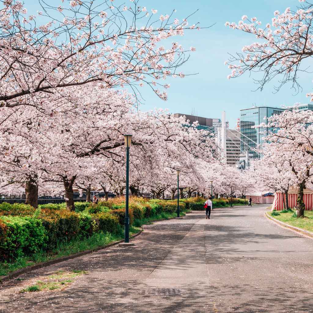 When Is The Cherry Blossom Festival At Brooklyn Botanical Gardens