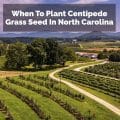 When To Plant Centipede Grass Seed In North Carolina