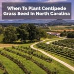 When To Plant Centipede Grass Seed In North Carolina