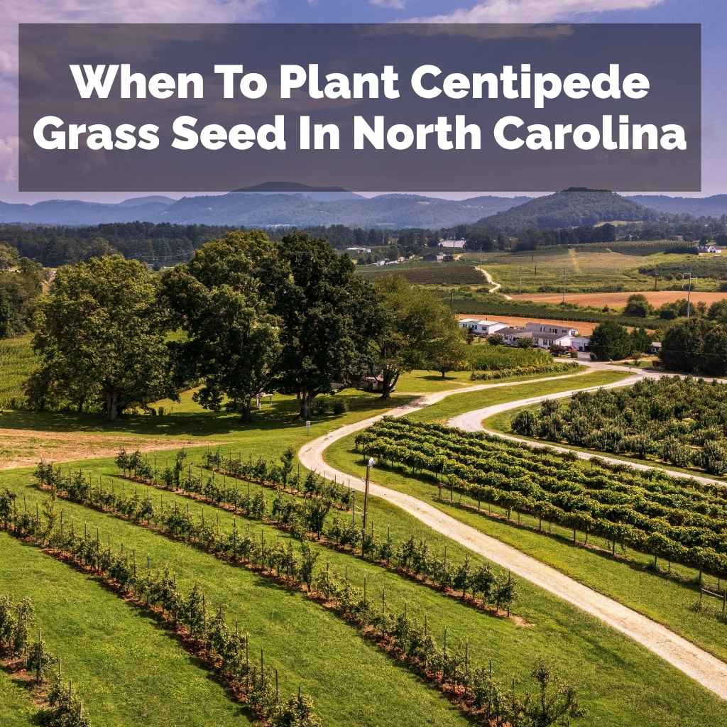 When To Plant Centipede Grass Seed In North Carolina