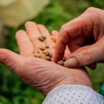 When To Plant Seeds For Transplanting In Southwestern Idaho
