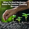 When To Start Marijuana Seeds For Outdoor Planting Success