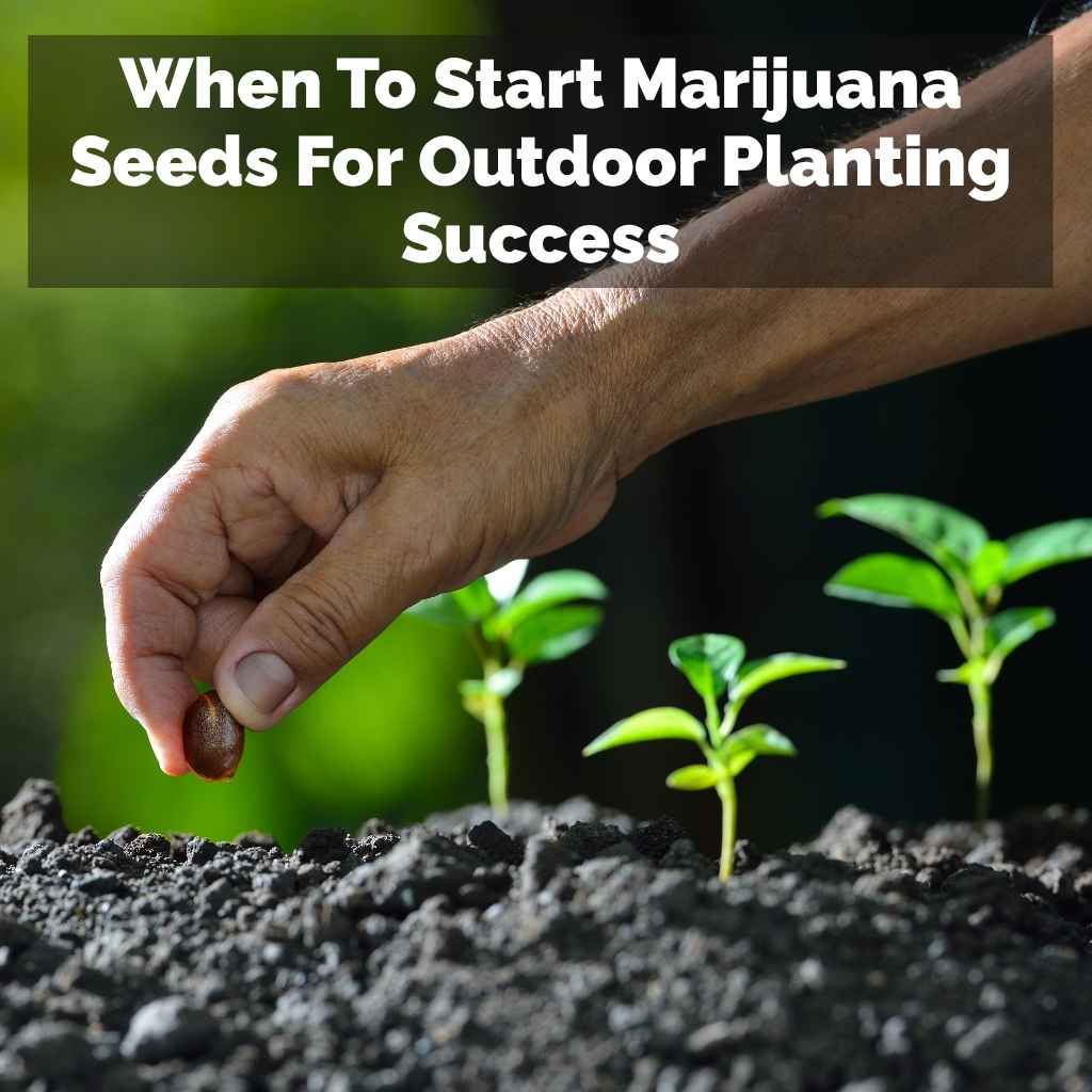 When To Start Marijuana Seeds For Outdoor Planting Success