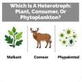 Which Is A Heterotroph
