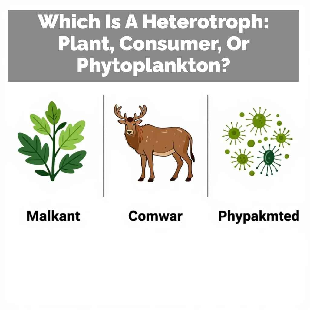 Which Is A Heterotroph