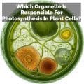 Which Organelle Is Responsible For Photosynthesis In Plant Cells?