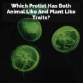 Which Protist Has Both Animal Like And Plant Like Traits?