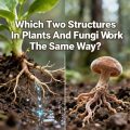 Which Two Structures In Plants And Fungi Work The Same Way?