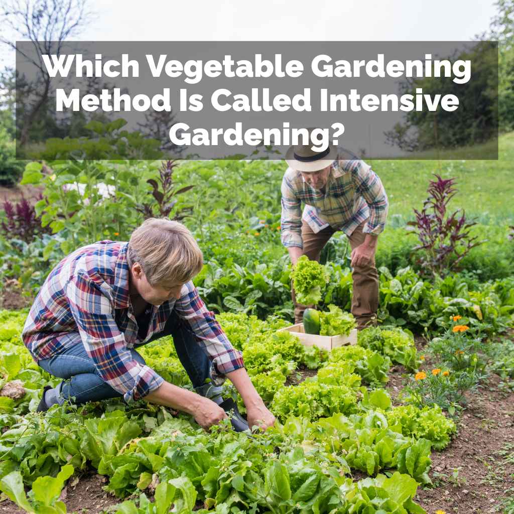 Which Vegetable Gardening Method Is Called Intensive Gardening