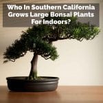 Who In Southern California Grows Large Bonsai Plants For Indoors?
