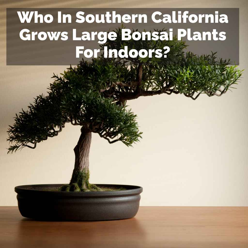 Who In Southern California Grows Large Bonsai Plants For Indoors?