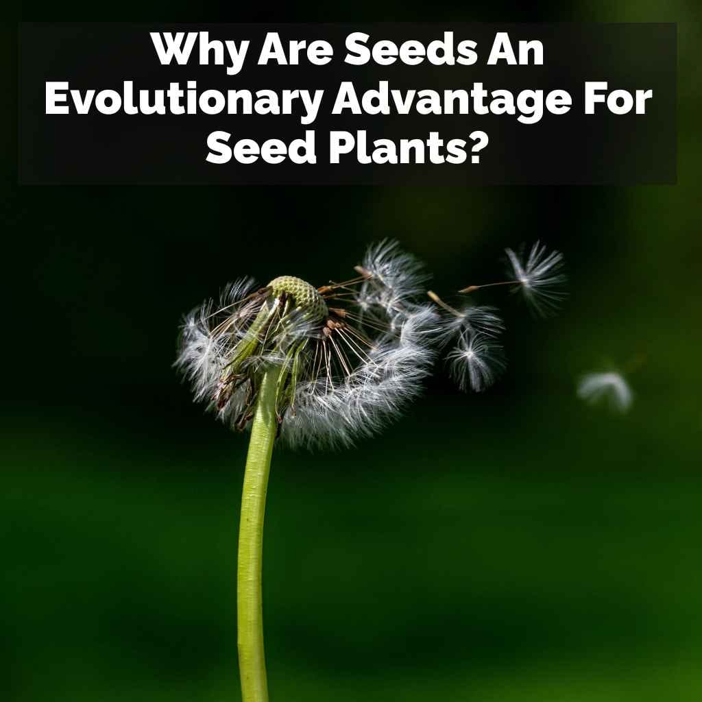 Why Are Seeds An Evolutionary Advantage For Seed Plants?