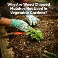 Why Are Wood Chipped Mulches Not Used In Vegetable Gardens?