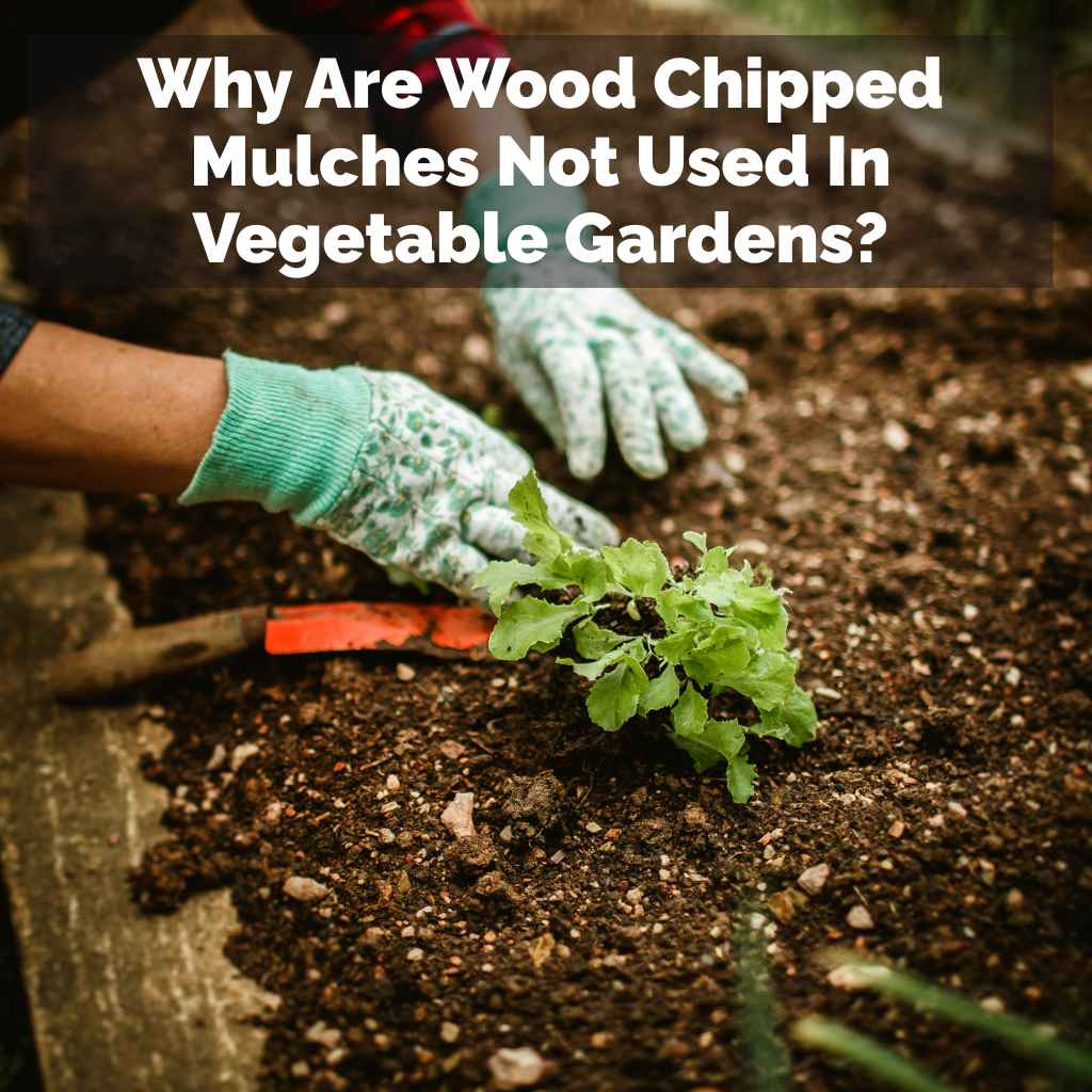 Why Are Wood Chipped Mulches Not Used In Vegetable Gardens?