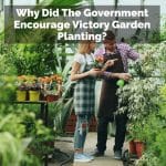 Why Did The Government Encourage Victory Garden Planting