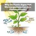 Why Do Plants Algae And Microorganisms Conduct Photosynthesis