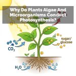 Why Do Plants Algae And Microorganisms Conduct Photosynthesis