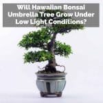 Will Hawaiian Bonsai Umbrella Tree Grow Under Low Light Conditions?