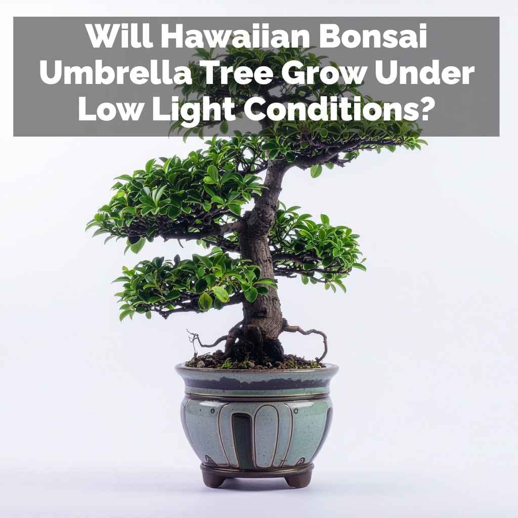 Will Hawaiian Bonsai Umbrella Tree Grow Under Low Light Conditions?