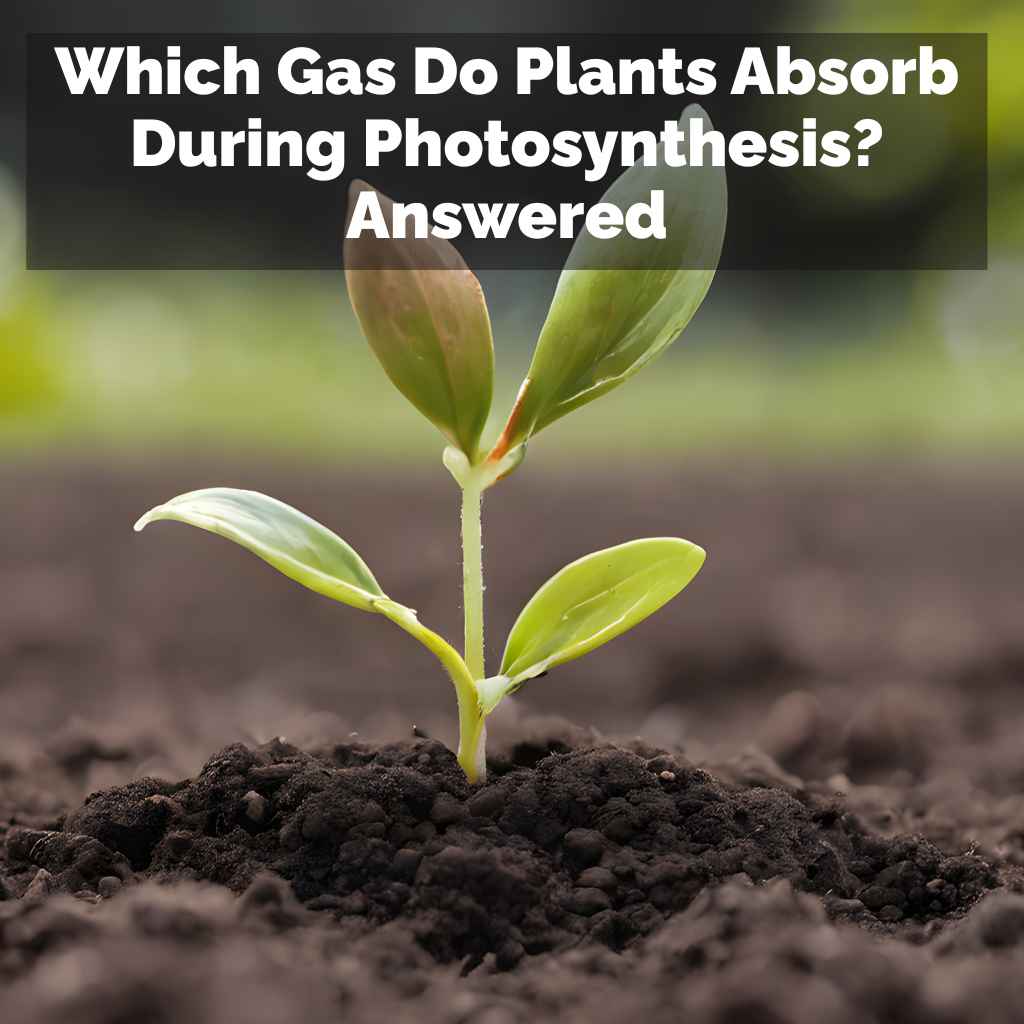 Which Gas Do Plants Absorb During Photosynthesis