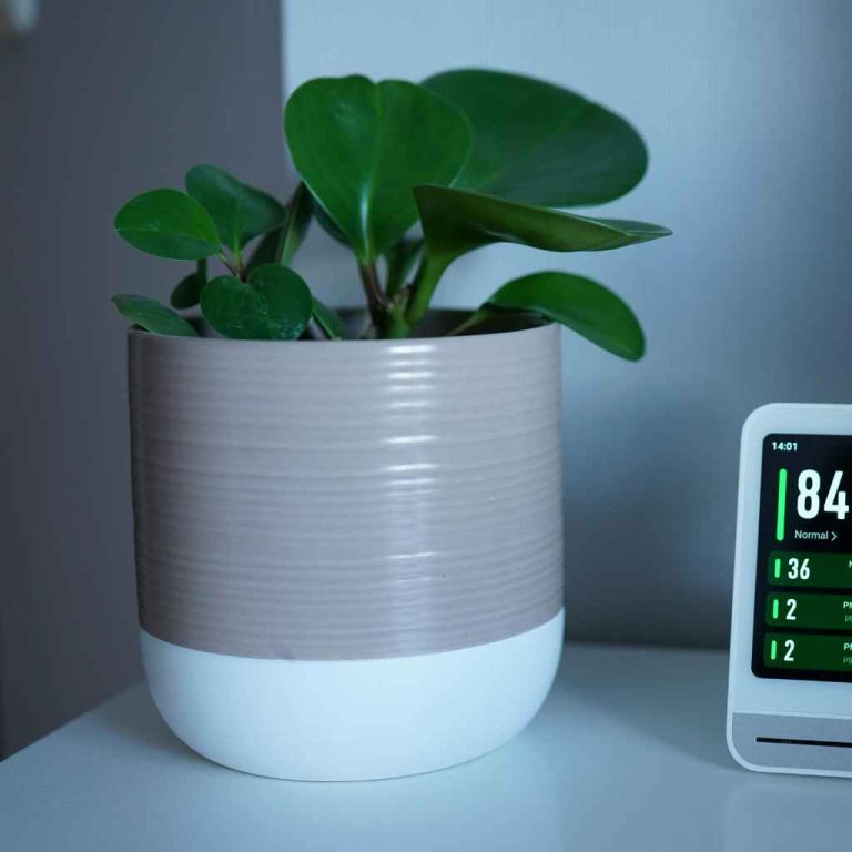 Air Purifier vs Plants