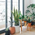 Air-Purifying Plants Benefits for Your Home