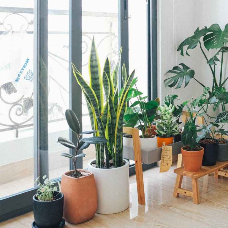 Air-Purifying Plants Benefits for Your Home