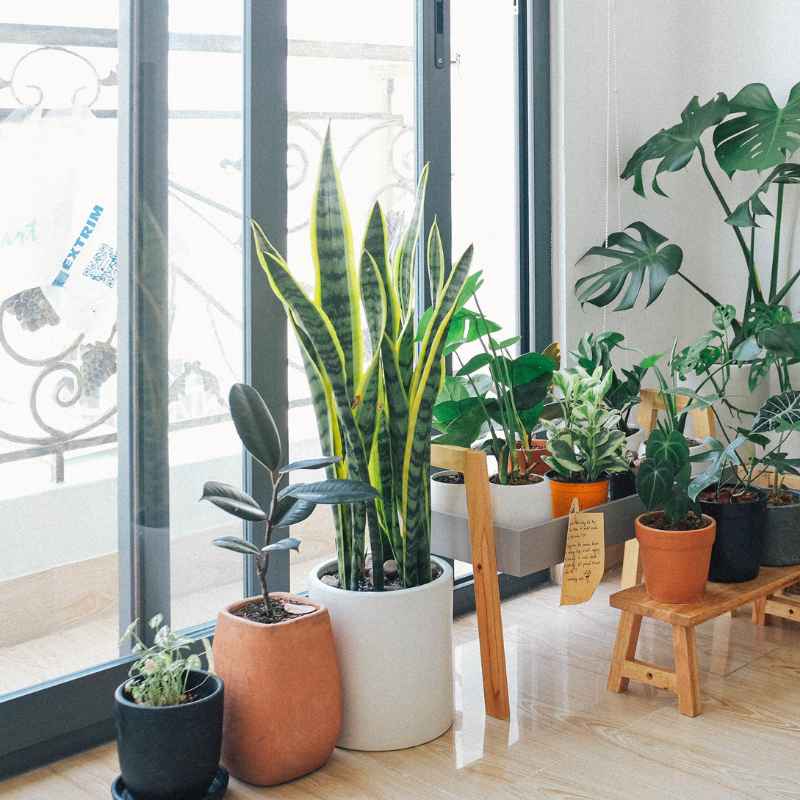 Air-Purifying Plants Benefits for Your Home