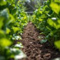 Are Bone And Blood Meal Good For Vegetable Gardening?