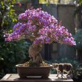 Are Jacaranda Mimosifolia Bonsai Trees Poisonous To Cats?