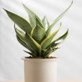 Best Plants for Purifying Indoor Air