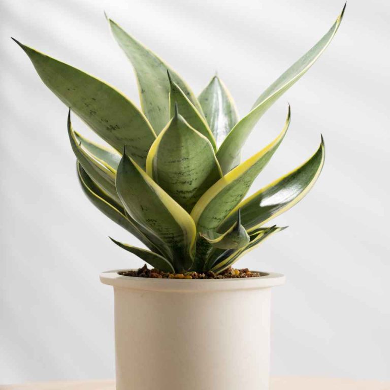 Best Plants for Purifying Indoor Air