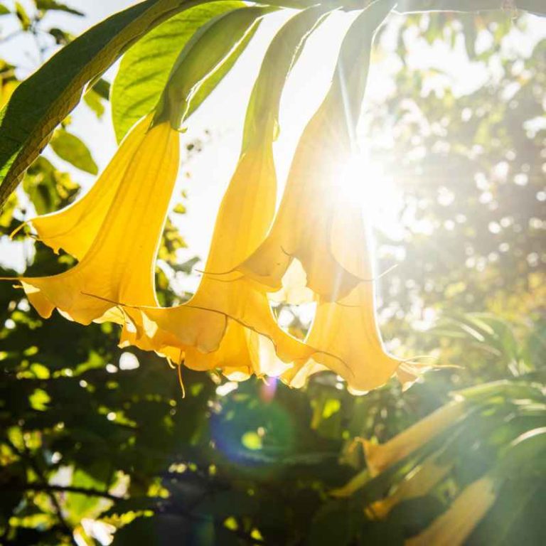 Can Brugmansia Angel Trumpet Bonsai Be Planted Outside?