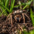 Can Gardening Soil Be Used For A Brazilian Pink Salmon Birdeater?