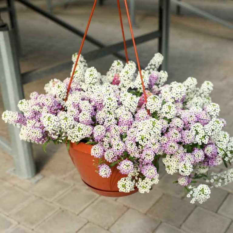 Can Silver Stream Lobularia Be Planted In Gardens & Thrive?