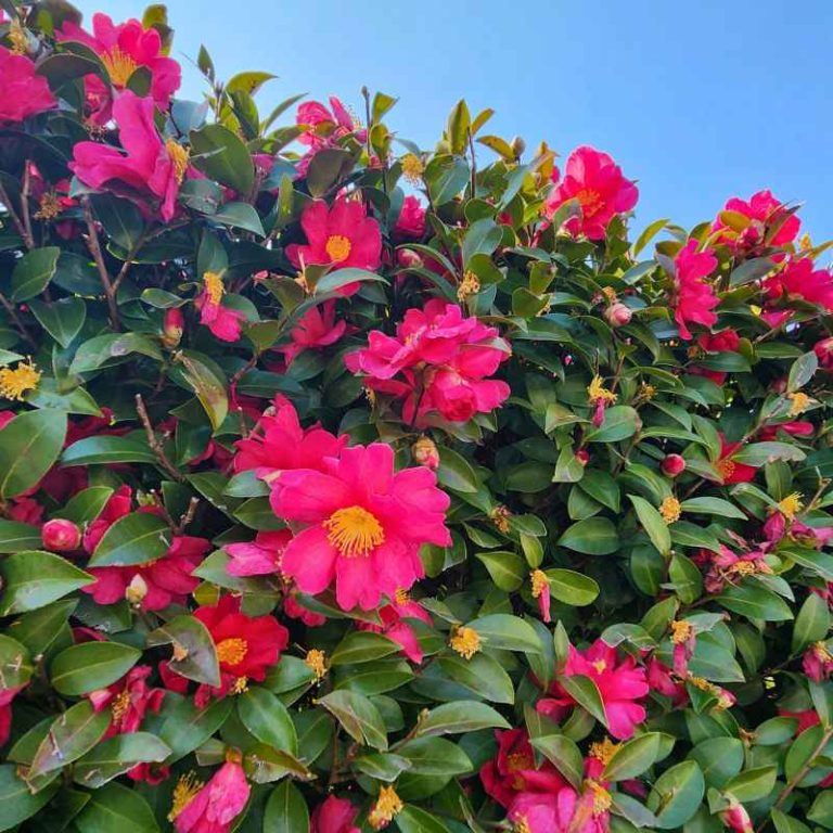 Can You Bring Camellia Plants Inside For Summer In California?