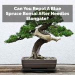 Can You Repot A Blue Spruce Bonsai After Needles Elongate