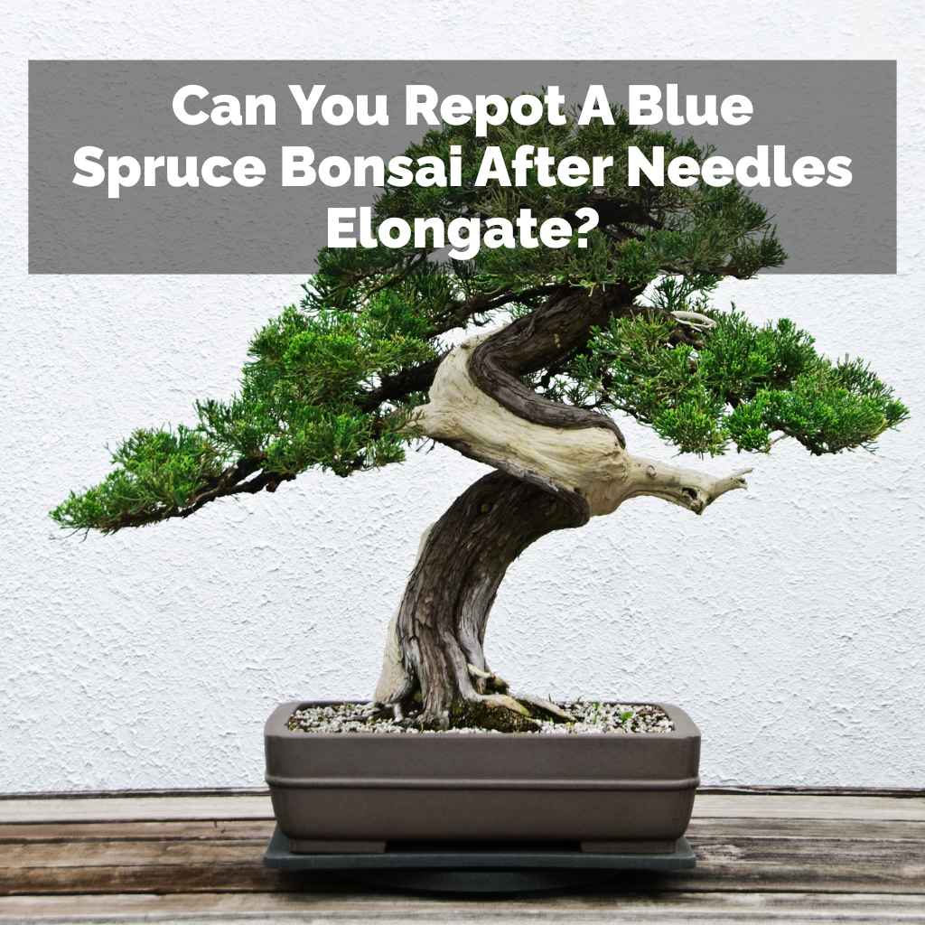 Can You Repot A Blue Spruce Bonsai After Needles Elongate