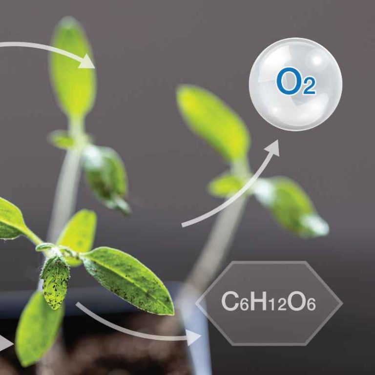 Do Plants Produce Oxygen As A Waste Product Of Photosynthesis?