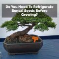 Do You Need To Refrigerate Bonsai Seeds Before Growing