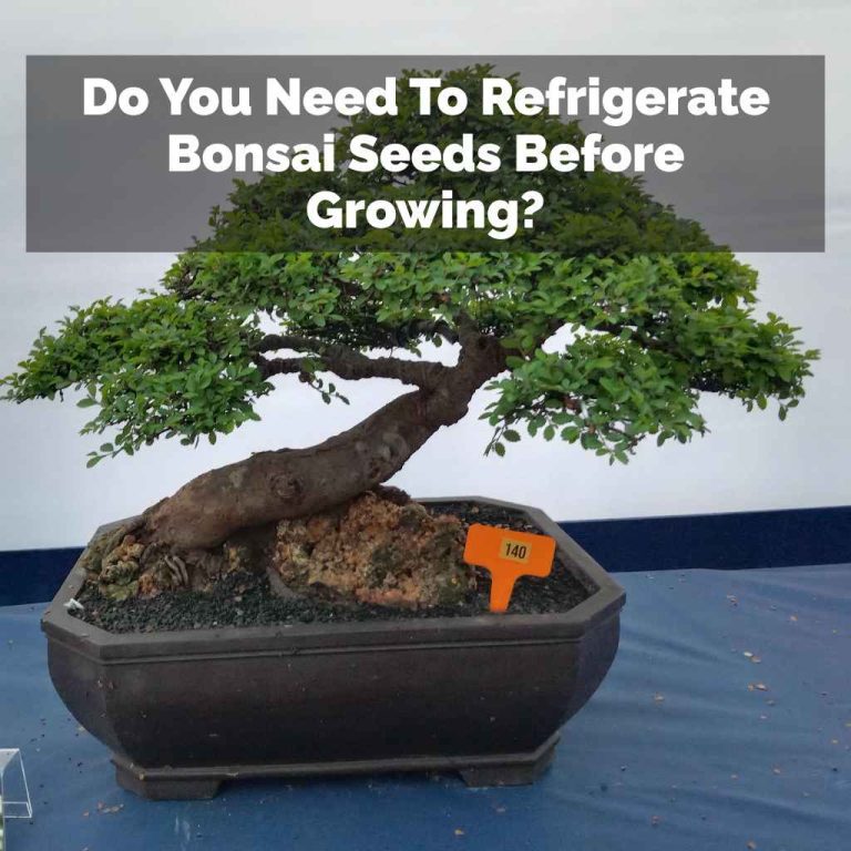 Do You Need To Refrigerate Bonsai Seeds Before Growing