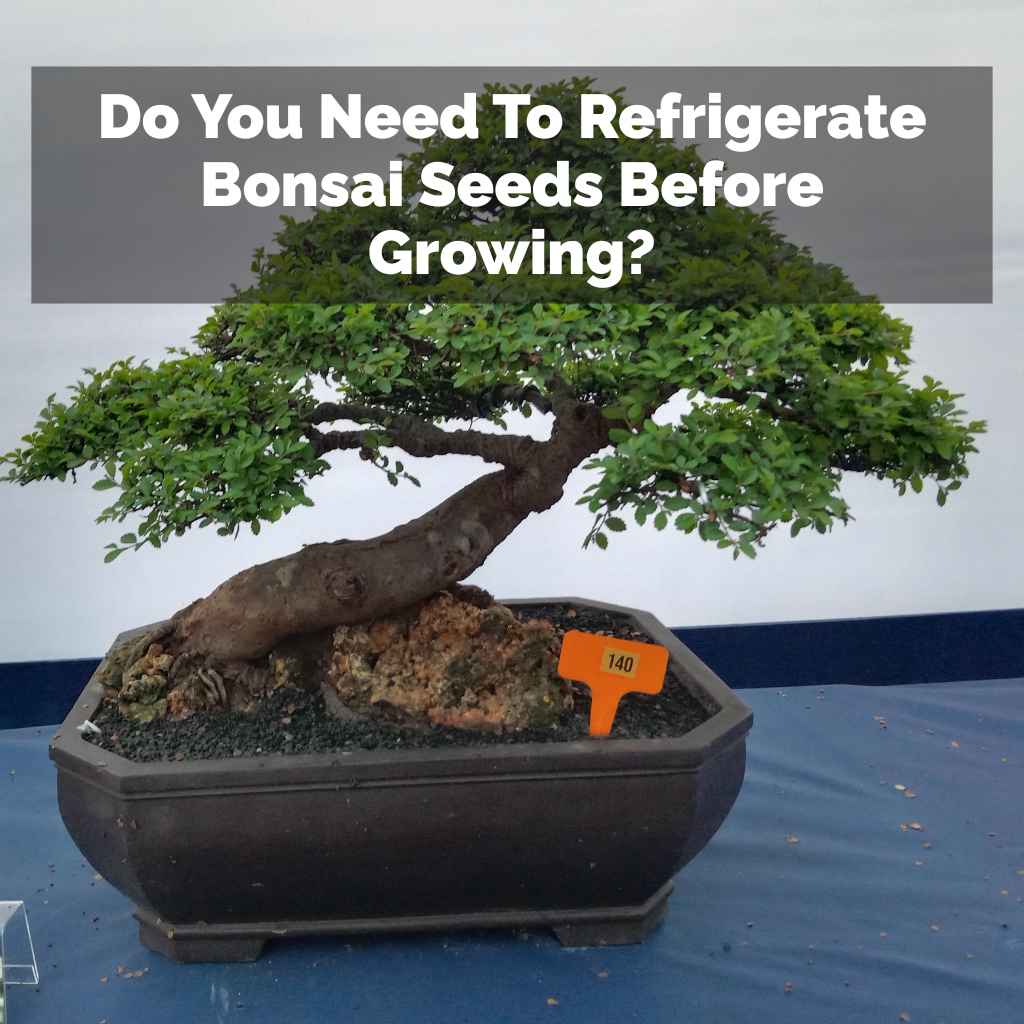 Do You Need To Refrigerate Bonsai Seeds Before Growing