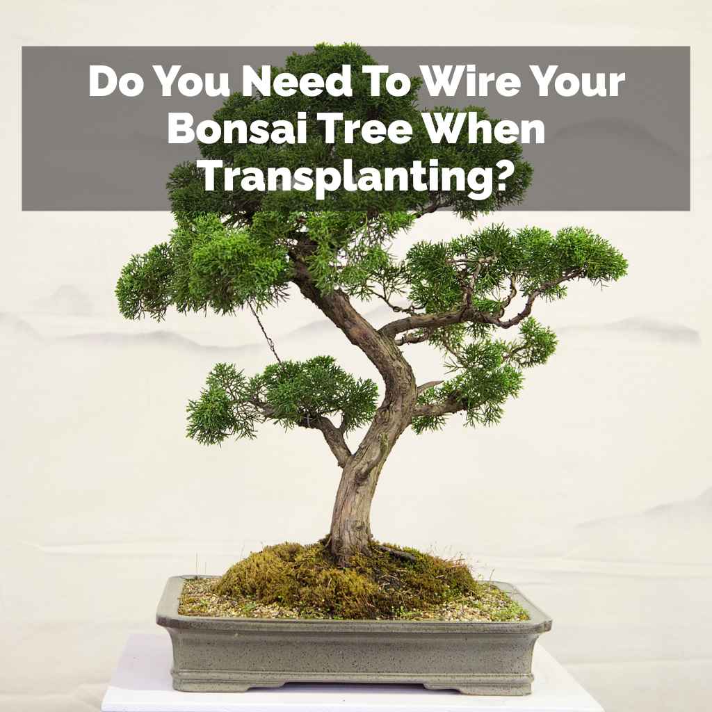 Do You Need To Wire Your Bonsai Tree When Transplanting