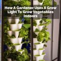 How A Gardener Uses A Grow Light To Grow Vegetables Indoors