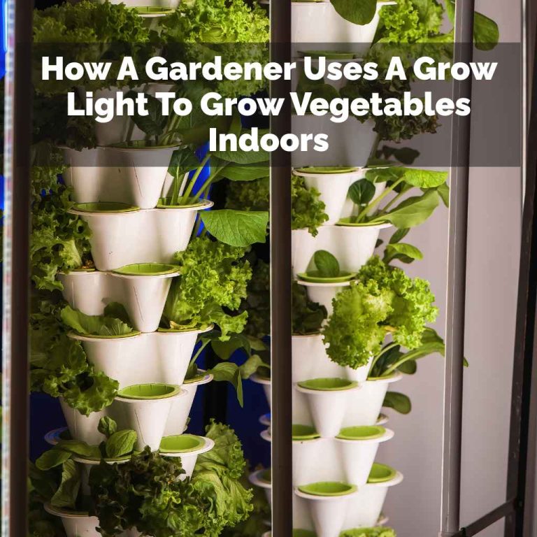 How A Gardener Uses A Grow Light To Grow Vegetables Indoors