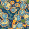 How Are Bacterial Cells Different From Plant & Animal Cells?