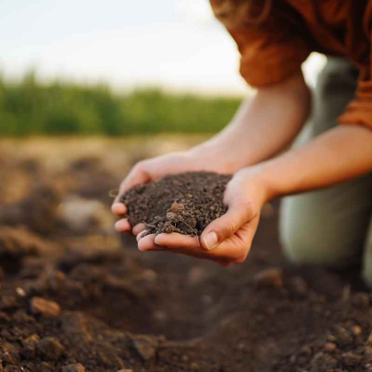 How Conservation Tillage Practices In Agriculture Benefit Soil