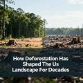 How Deforestation Has Shaped The Us Landscape For Decades