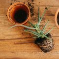 How Much Bigger Should Your Pot Be When Repotting Bonsai?