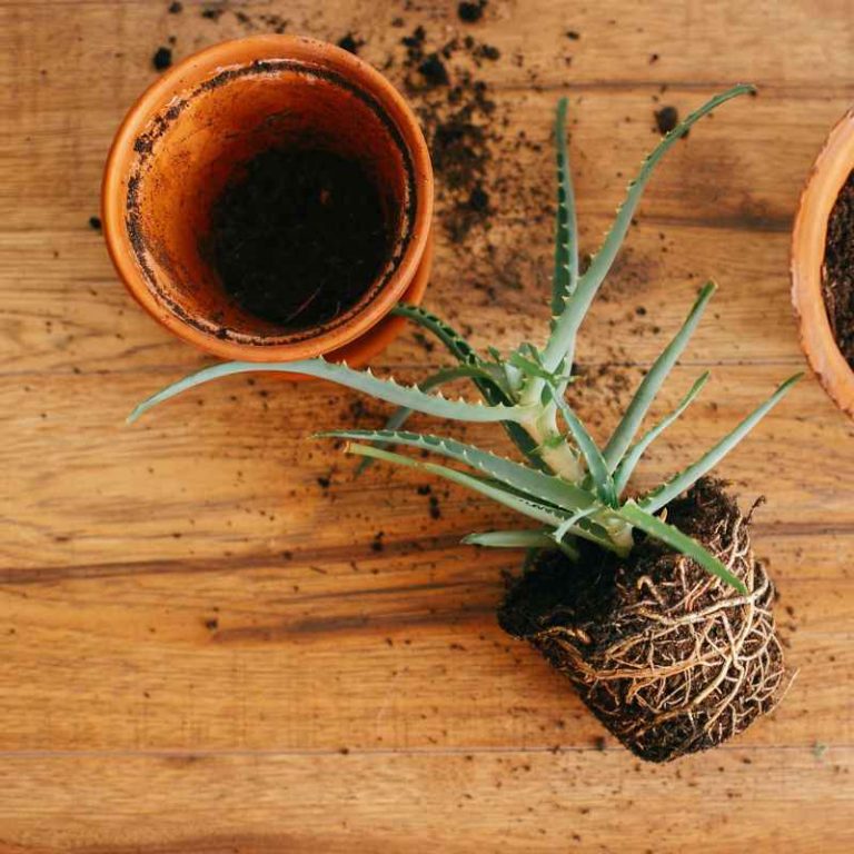 How Much Bigger Should Your Pot Be When Repotting Bonsai?